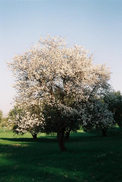 arbre